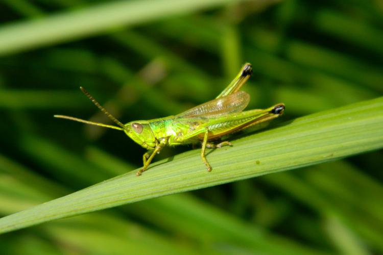 Criquet des clairières (Chrysochraon dispar), mâle © Morvan Debroize