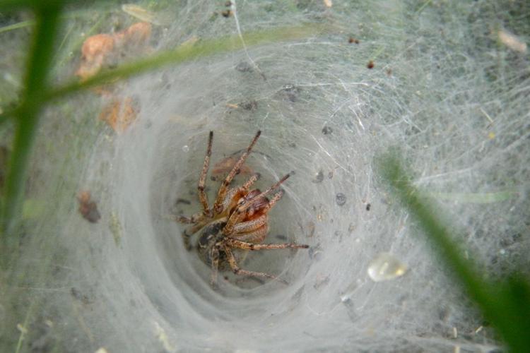 Agélène à labyrinthe (Agelena labyrinthica) © Morvan Debroize