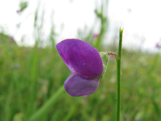 Lathyrus hirsutus © Joachim Cholet