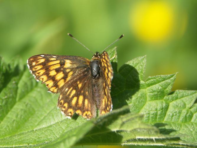 Lucine (Hamearis lucina) © Sylvain Montagner