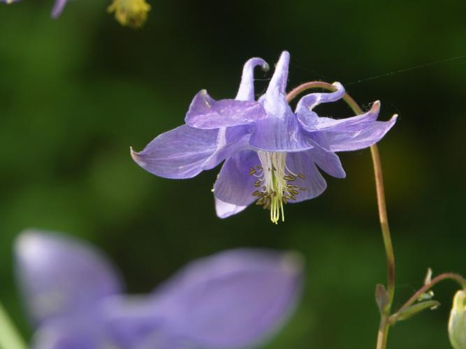 Ancolie vulgaire (Aquilegia vulgaris) © Sylvain Montagner