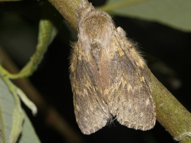 L'Ecureuil (Stauropus fagi) © Sylvain Montagner