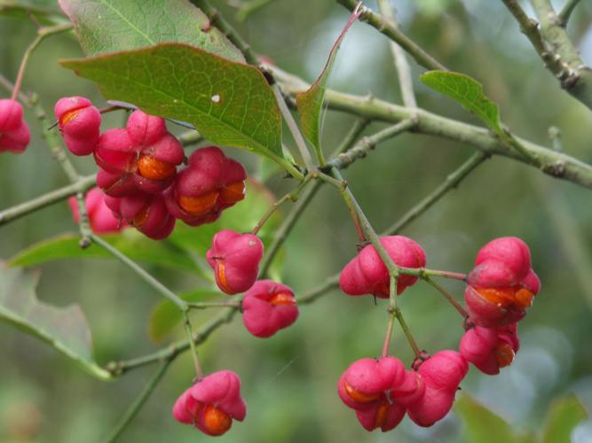 Fusain (Euonymus europaeus), fruits © Sylvain Montagner