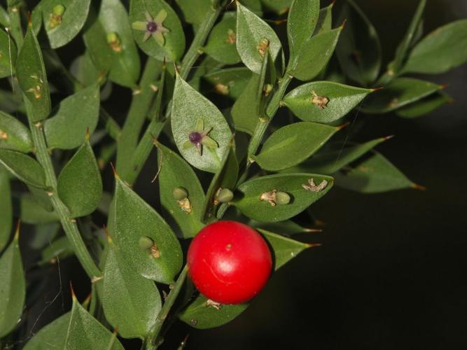 Fragon petit houx (Ruscus aculeatus) - fleurs et fruit © Sylvain Montagner