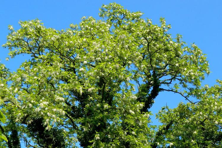 Robinier faux-acacia (Robinia pseudoacacia) © Morvan Debroize