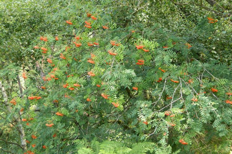 Sorbier des oiseleurs (Sorbus aucuparia) © Morvan Debroize