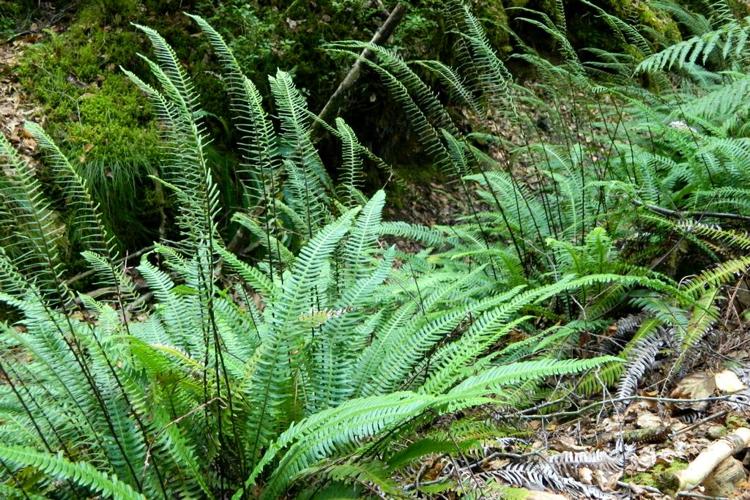 Blechne en épi (Blechnum spicant) © Morvan Debroize