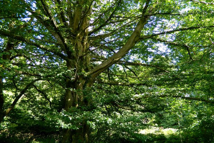 Charme commun (Carpinus betulus) © Morvan Debroize