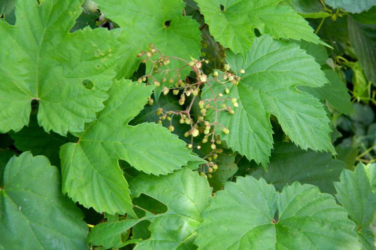 Houblon grimpant (Humulus lupulus) © Morvan Debroize