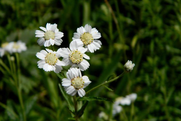 Achillée sternutatoire (Achillea ptarmica) © Morvan Debroize