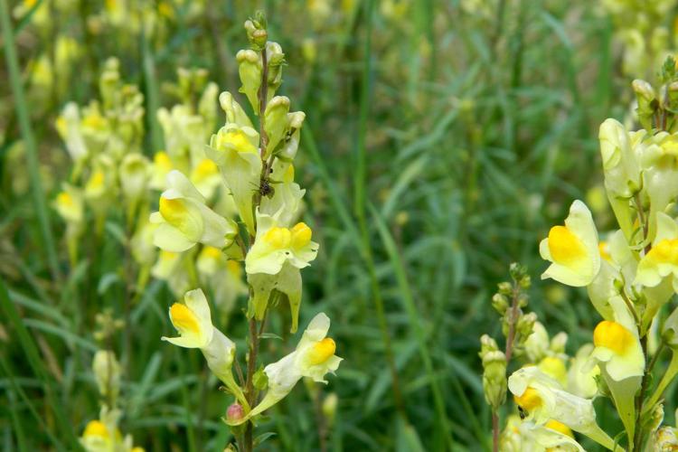 Linaire commune (Linaria vulgaris) © Morvan Debroize