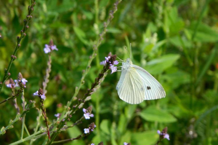 Piéride de la Rave (Pieris rapae) © Morvan Debroize