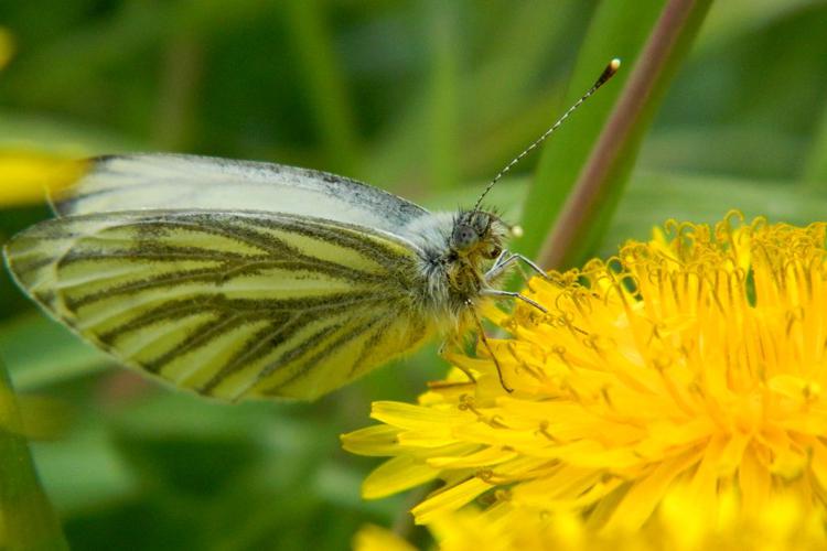 Piéride du navaet (Pieris napi) © Morvan Debroize