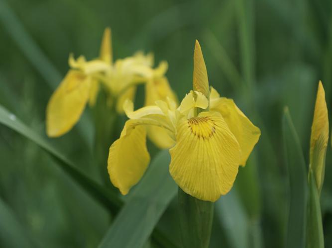 Iris des marais (Iris pseudacorus) © Sylvain Montagner