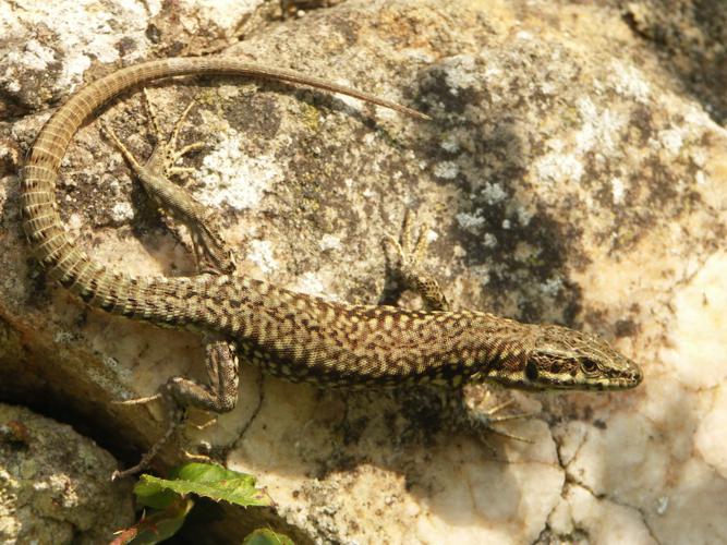 Lézard des murailles (Podarcis muralis) © Sylvain Montagner