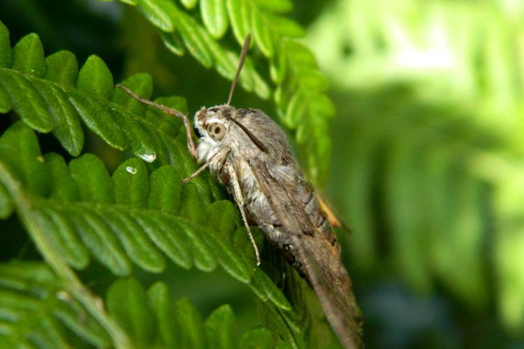 Moro-sphinx (Macroglossum stellatarum) © Morvan Debroize