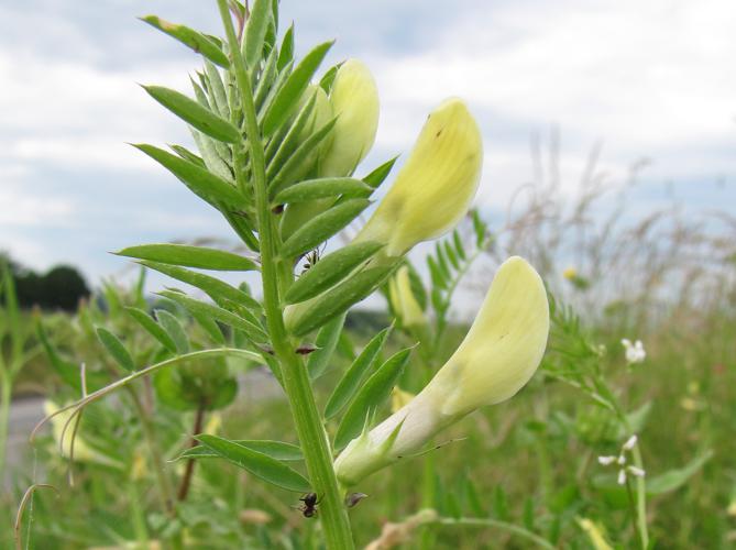 Vicia lutea © Joachim Cholet