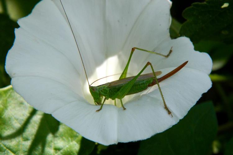 Conocéphale bigarré (Conocephalus fuscus) - femelle © Morvan Debroize