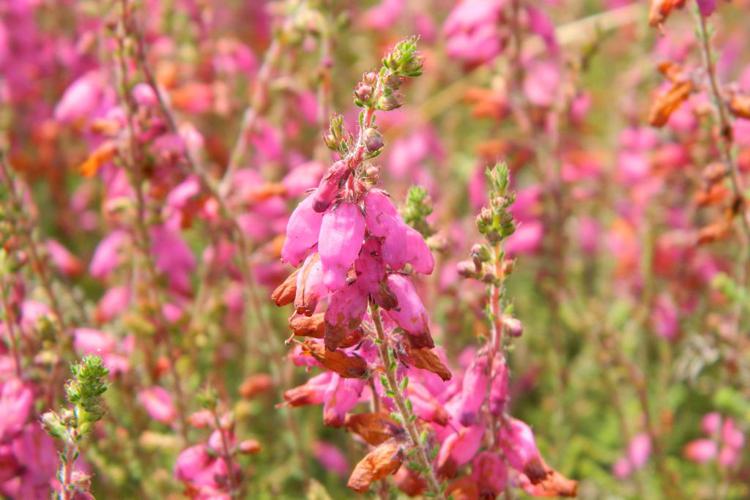 Bruyère ciliée (Erica ciliaris) © Morvan Debroize