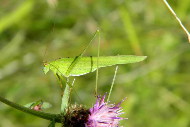 Phanéroptère commun (Phaneroptera falcata) © Morvan Debroize