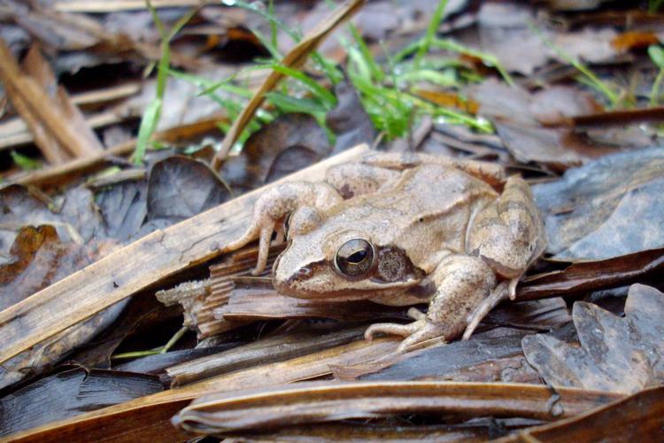 Grenouille agile (Rana dalmatina) © Morvan Debroize