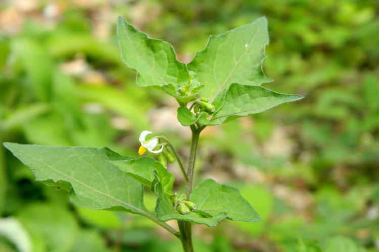 Morelle noire (Solanum nigrum) © Morvan Debroize