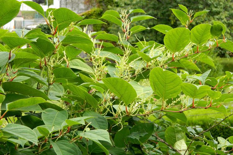 Renouée du Japon (Reynoutria japonica) © Morvan Debroize