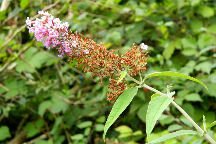 Buddleja (Buddleja davidii) © Morvan Debroize