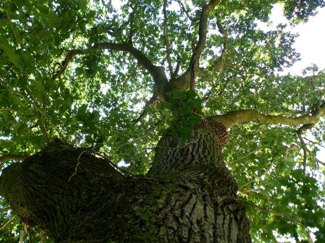 Chêne pédonculé (Quercus robur) © Morvan Debroize