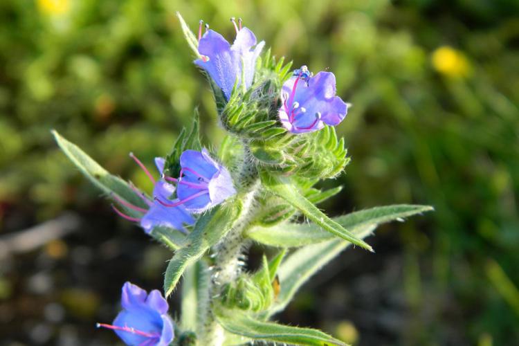 Vipérine commune (Echium vulgare) © Morvan Debroize