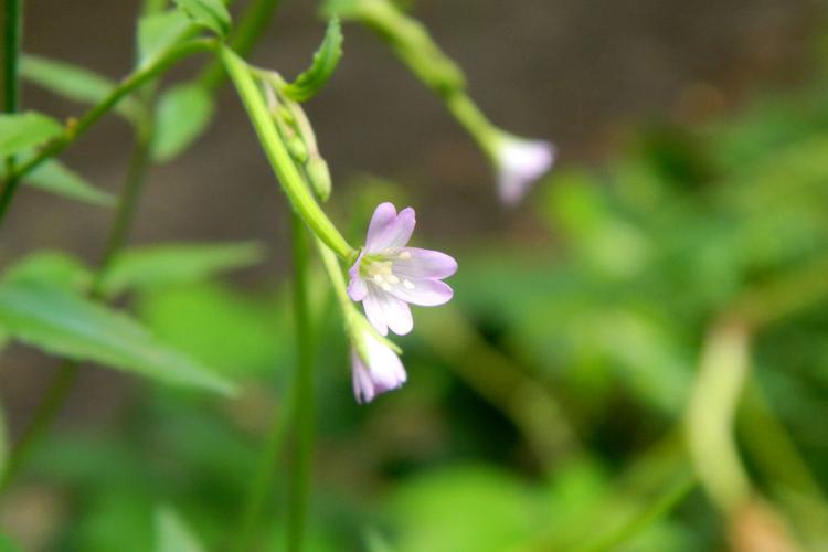 Epilobe des montagnes (Epilobium montanum) © Morvan Debroize