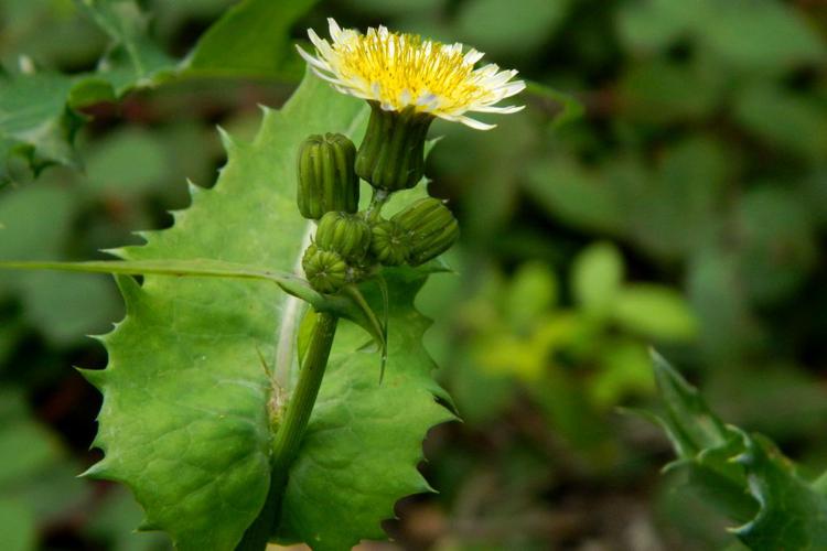 Laiteron maraîcher (Sonchus oleraceus) © Morvan Debroize