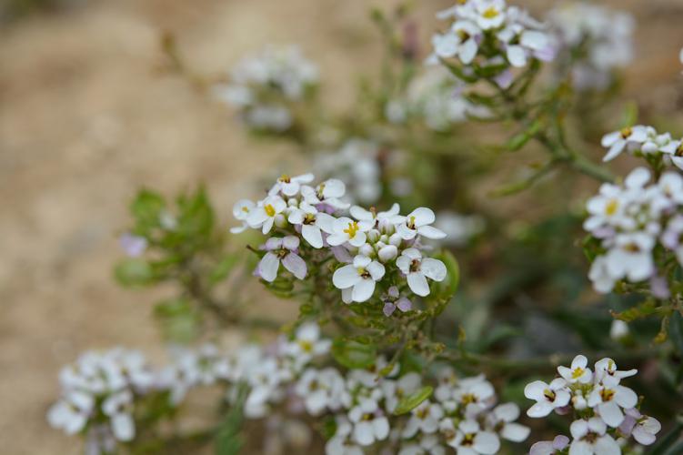 Iberis amara © Joachim Cholet