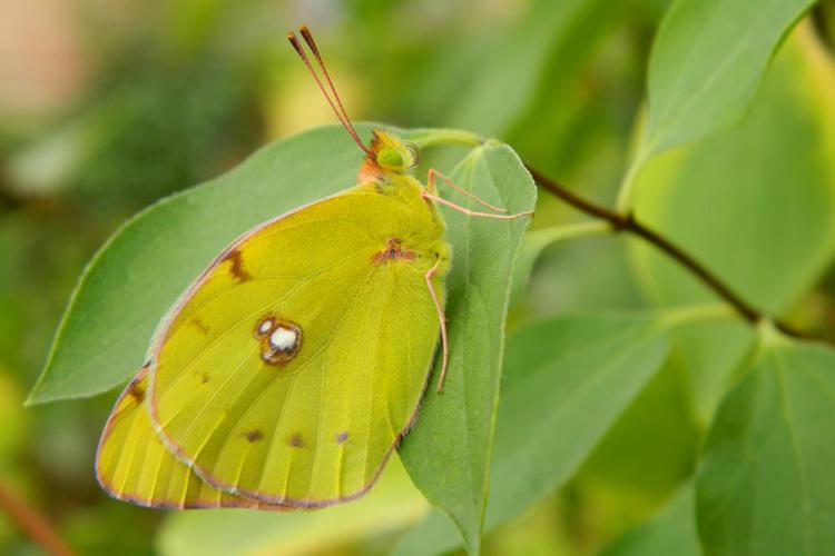 Le Souci (Colias crocea) © Morvan Debroize