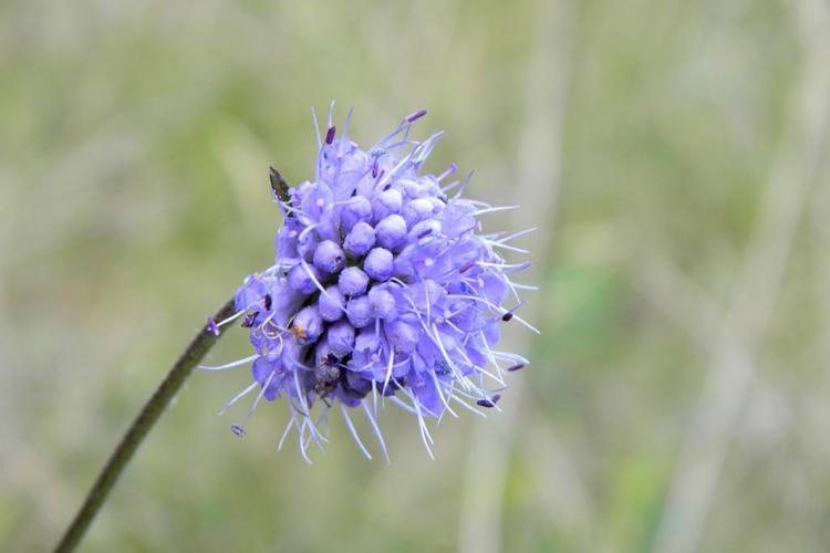 Succise des prés (Succisa pratensis) © Morvan Debroize