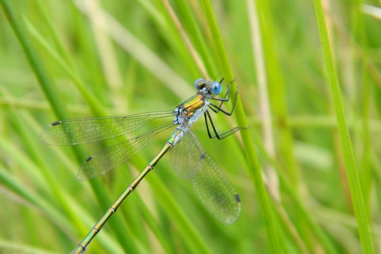 Leste dryade (Lestes dryas), mâle © Morvan Debroize