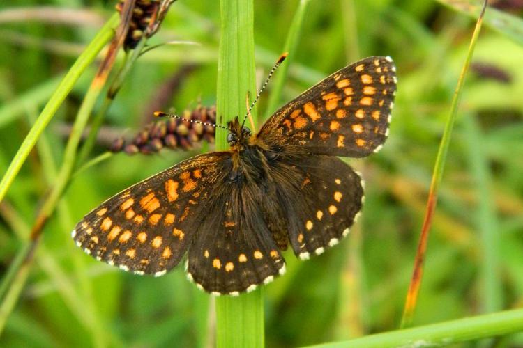 Mélitée noirâtre (Melitaea diamina) © Morvan Debroize