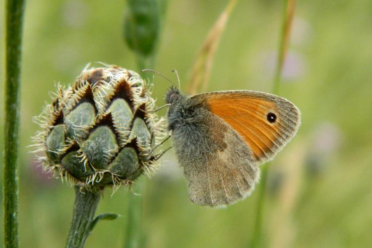 Procris (Coenonympha pamphilus) © Morvan Debroize