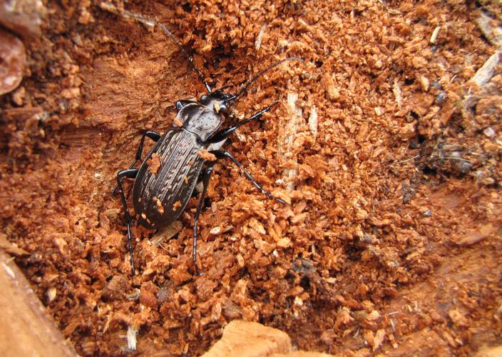 Carabus granulatus © Joachim Cholet