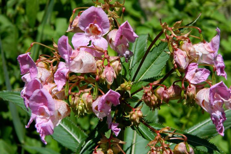 Balsamine géante (Impatiens glandulifera) © Morvan Debroize