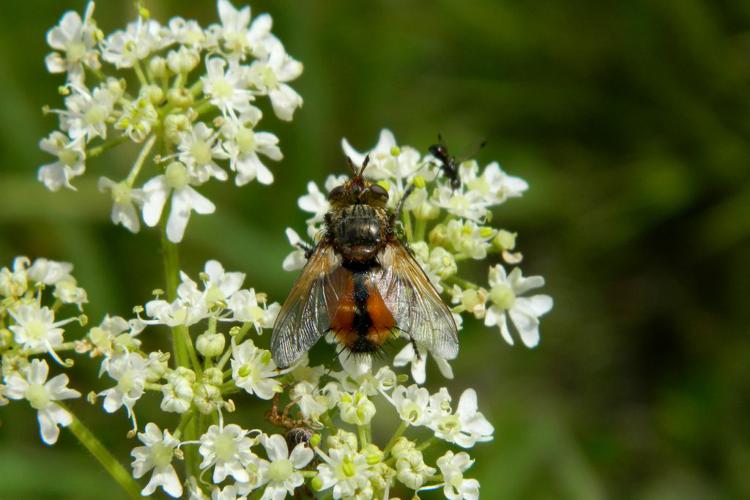 Tachina magnicornis © Morvan Debroize