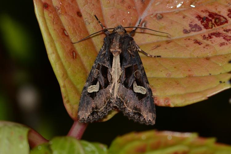 Noctuelle embrassée © Benjamin Beaufils