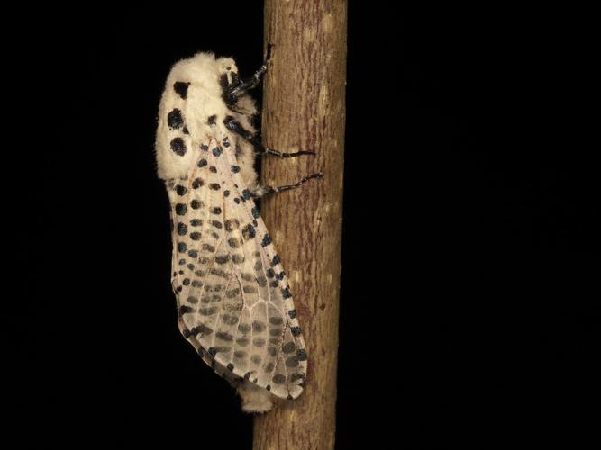 Zeuzère (Zeuzera pyrina) © Sylvain Montagner