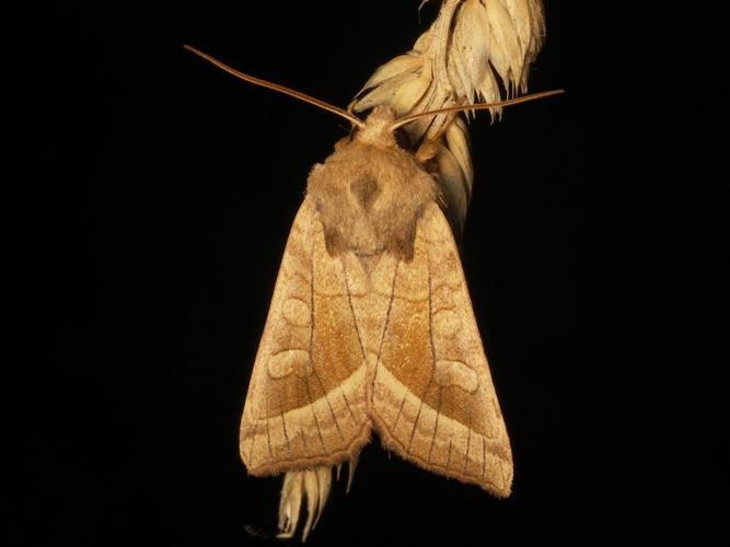 Noctuelle de la Pomme de Terre (Hydraecia micacea) © Sylvain Montagner