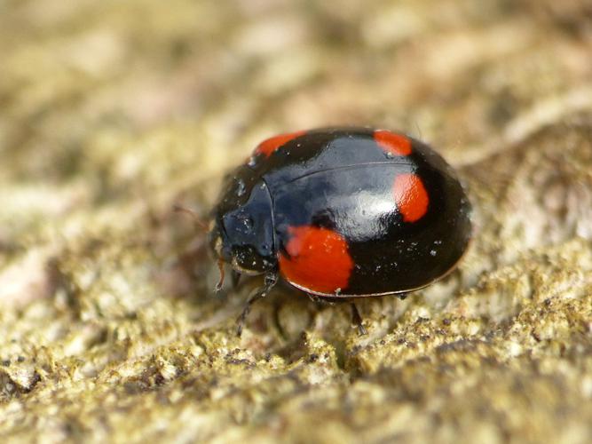 Coccinelle à 2 points (Adalia bipunctata) © Morvan Debroize