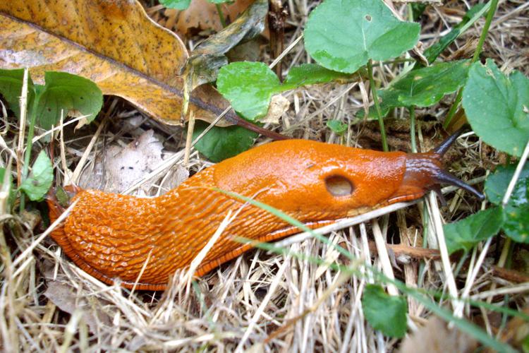 Grande Loche (Arion rufus) © Morvan Debroize