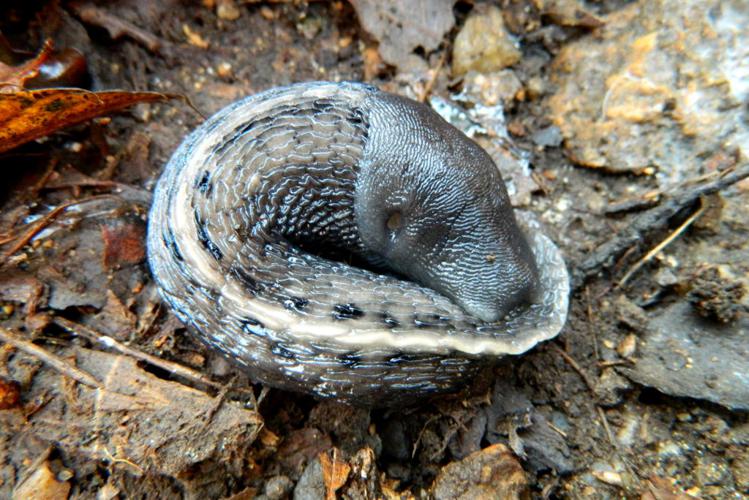 Grandes limace (Limax cinereoniger) © Morvan Debroize