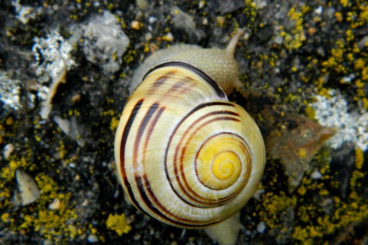 Escargot des haies (Cepaea nemoralis) © Morvan Debroize