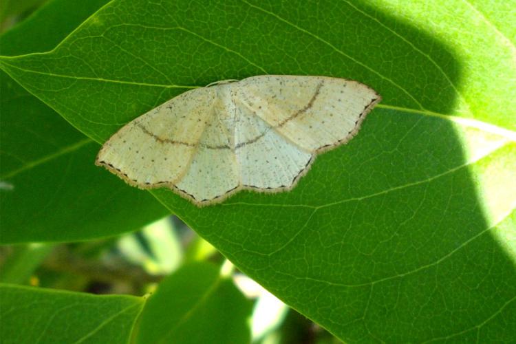 Ephyre trilignée (Cyclophora linearia) © Morvan Debroize