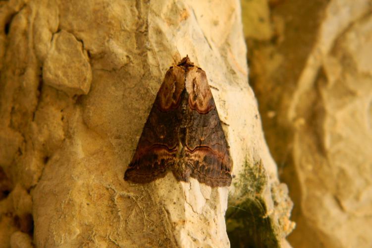 Plusie à lunettes (Abrostola triplasia) © Morvan Debroize